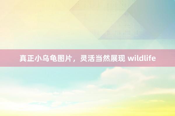 真正小乌龟图片,灵活当然展现 wildlife